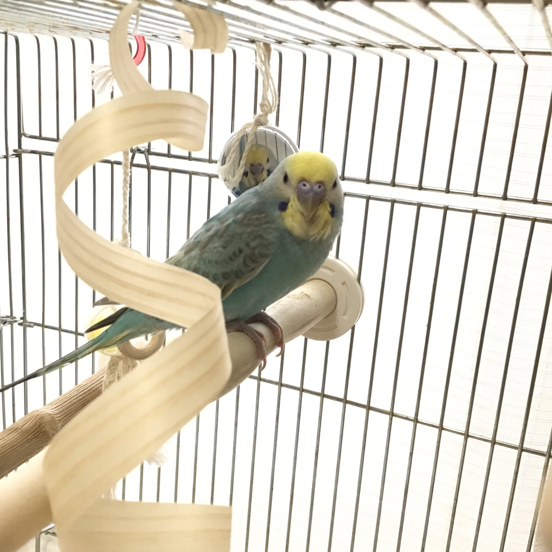 ひのきのリボンクルクル★インコや文鳥の小鳥のハンドメイドおもちゃ　フォージング ハンドメイドのペット(おもちゃ/ペット小物)の商品写真