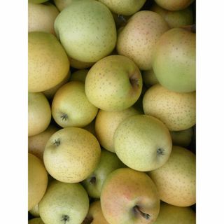 【10kg以上】王林【訳ありリンゴ】家庭用 りんご　サンふじ(フルーツ)