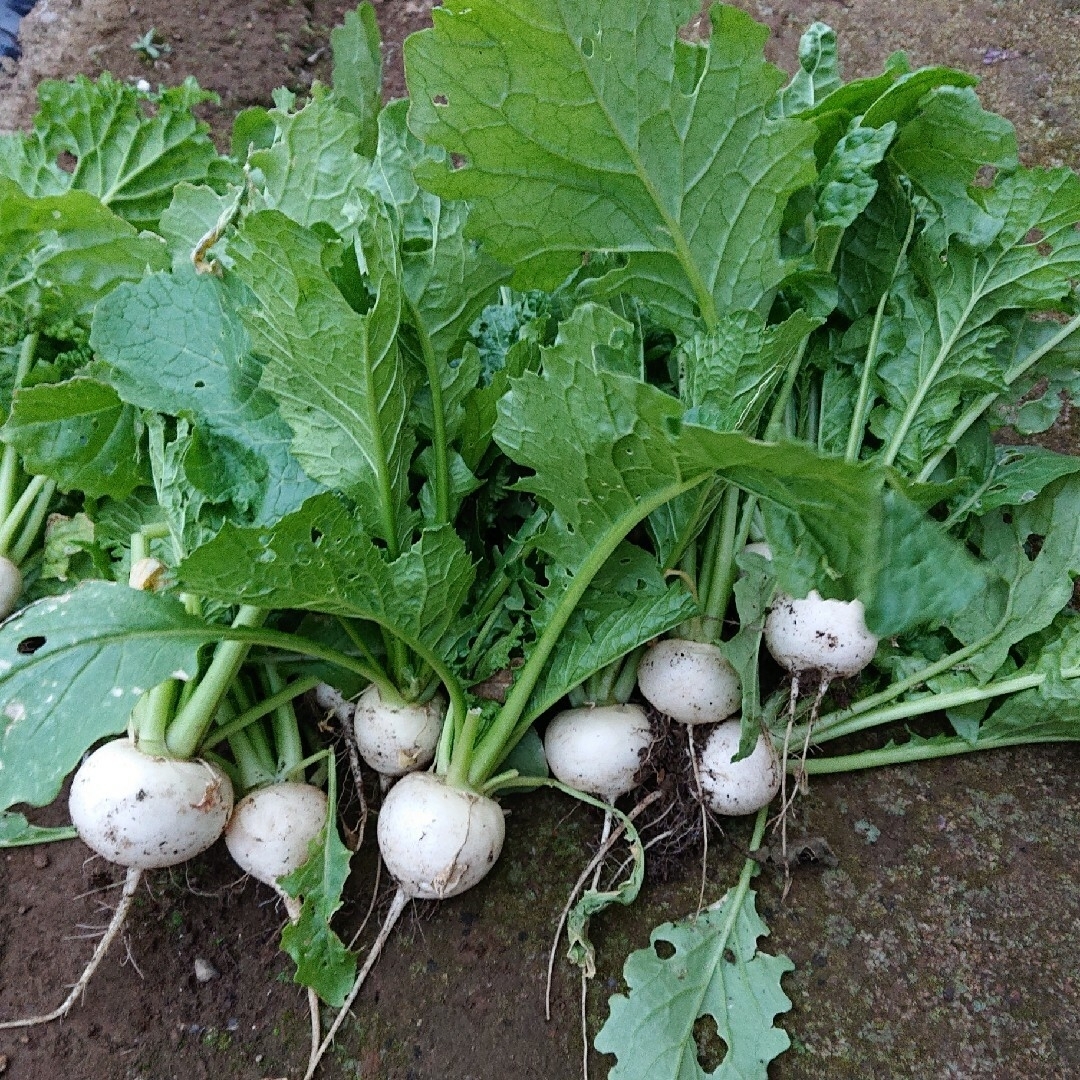 無農薬 冬野菜、果物詰め合わせ 箱込み2キロ