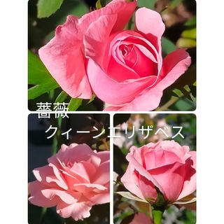 薔薇クィーンエリザベス根付き一本限定2名＋ニゲラの種(ドライフラワー)