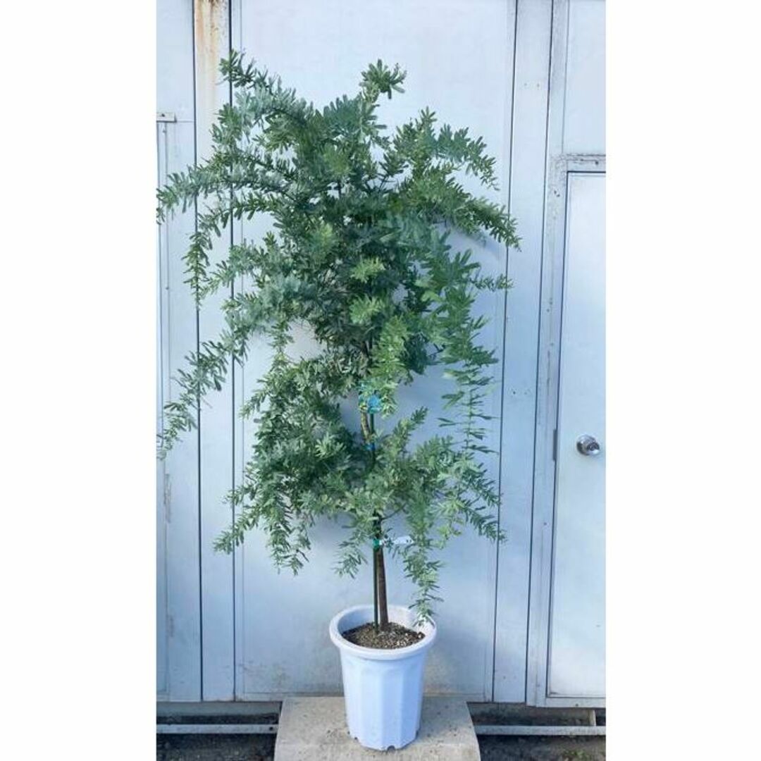 《現品》ミモザアカシア　樹高1.7ｍ（鉢含まず）43【鉢植え/苗木】