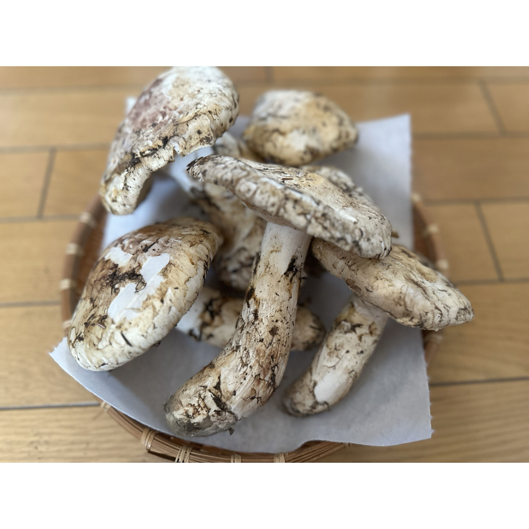 カナダ産 アメリカ産 松茸 約1kg まつたけ マツタケ