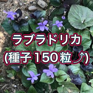 《ラブラドリカ》150粒(その他)