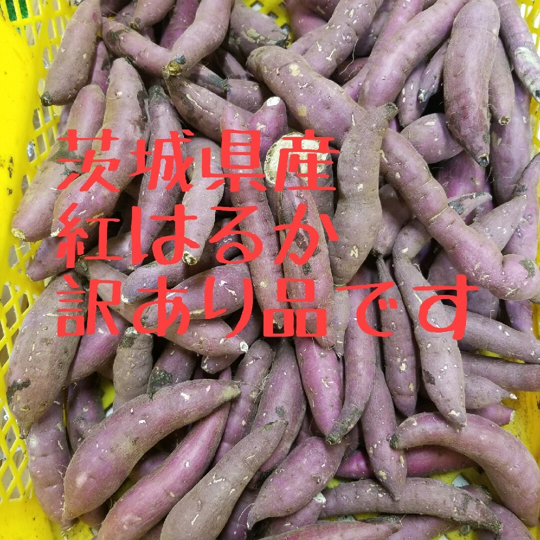 24㌔R5年訳ありBC級品です茨城県紅はるか超特大&手のひらサイズ甘熟サツマイモ 食品/飲料/酒の食品(野菜)の商品写真