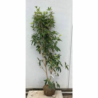 《現品》四季咲きモクセイ　樹高1.3ｍ（根鉢含まず）51　【白花/苗木/植木】(その他)