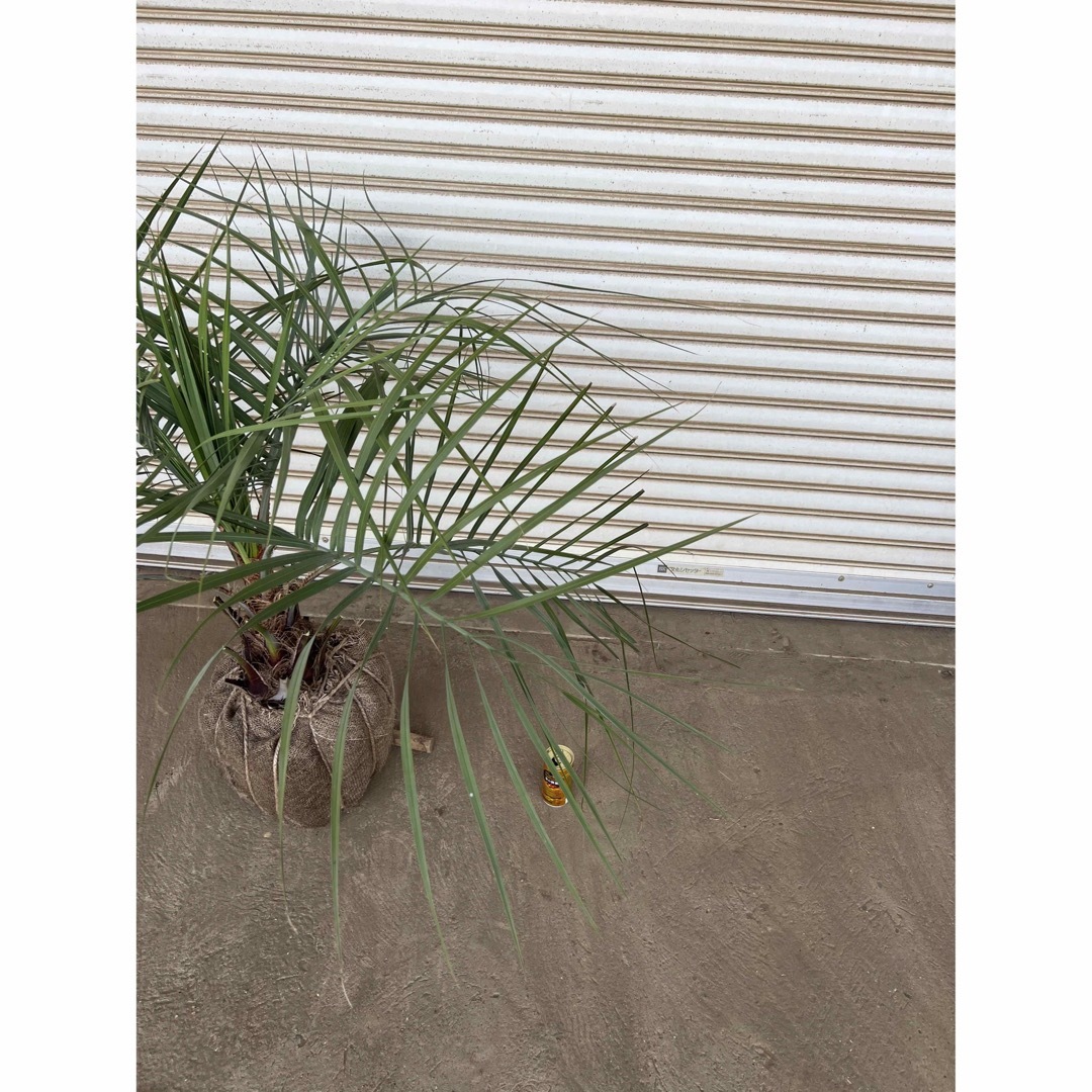 送料込み ココスヤシ 庭木 シルバーリーフ 鉢植え等に 送料込み ココスヤシ 庭木 シルバーリーフ 鉢植え等に