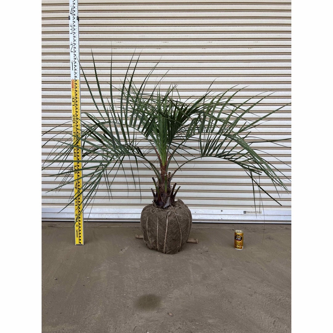 送料込み ココスヤシ 庭木 シルバーリーフ 鉢植え等に 送料込み ココスヤシ 庭木 シルバーリーフ 鉢植え等に