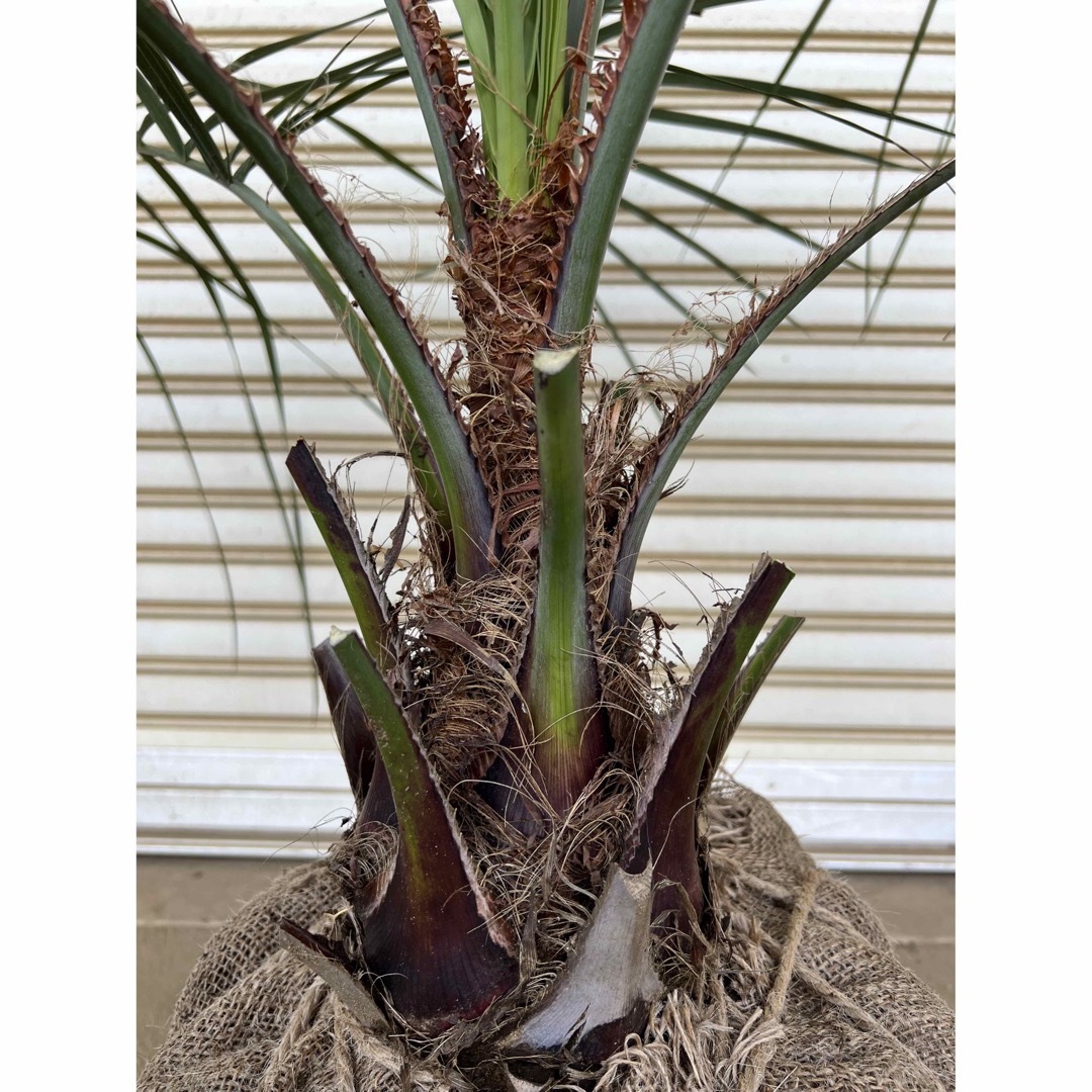 送料込み ココスヤシ 庭木 シルバーリーフ 鉢植え等に 送料込み ココスヤシ 庭木 シルバーリーフ 鉢植え等に
