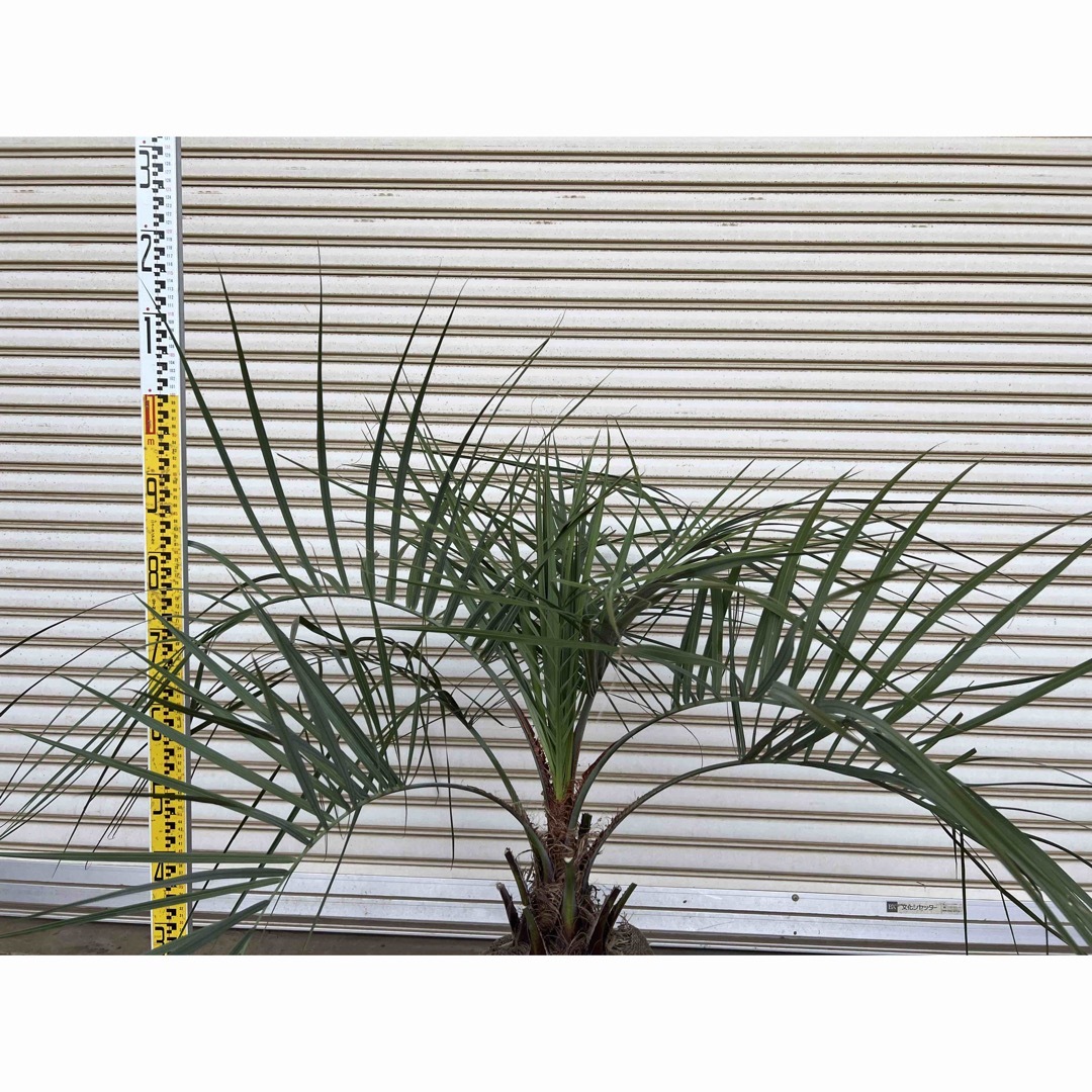 送料込み ココスヤシ 庭木 シルバーリーフ 鉢植え等に 送料込み ココスヤシ 庭木 シルバーリーフ 鉢植え等に