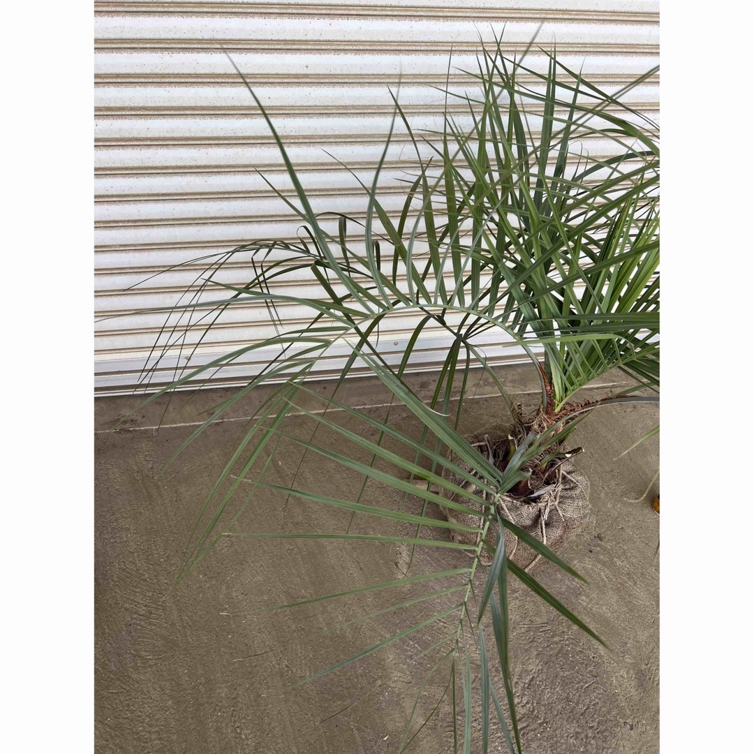送料込み ココスヤシ 庭木 シルバーリーフ 鉢植え等に 送料込み ココスヤシ 庭木 シルバーリーフ 鉢植え等に