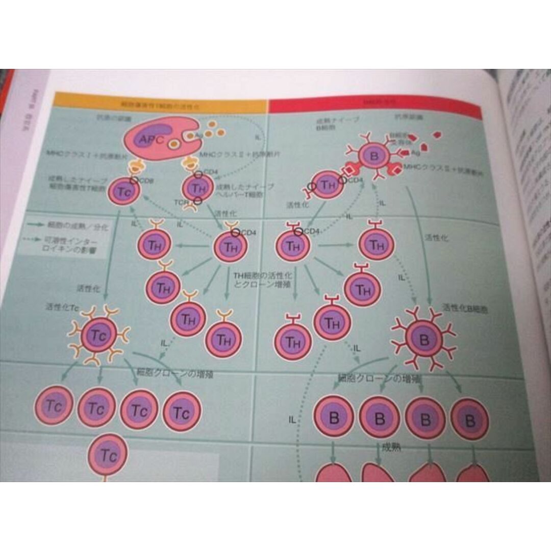 ウィーター 図説で学ぶ機能組織学 原著第6版