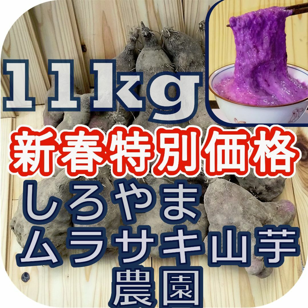 紫山芋(土付き)11kg