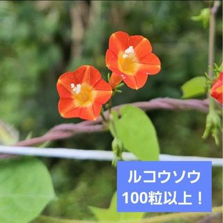 【100粒以上！】ルコウソウの種(その他)