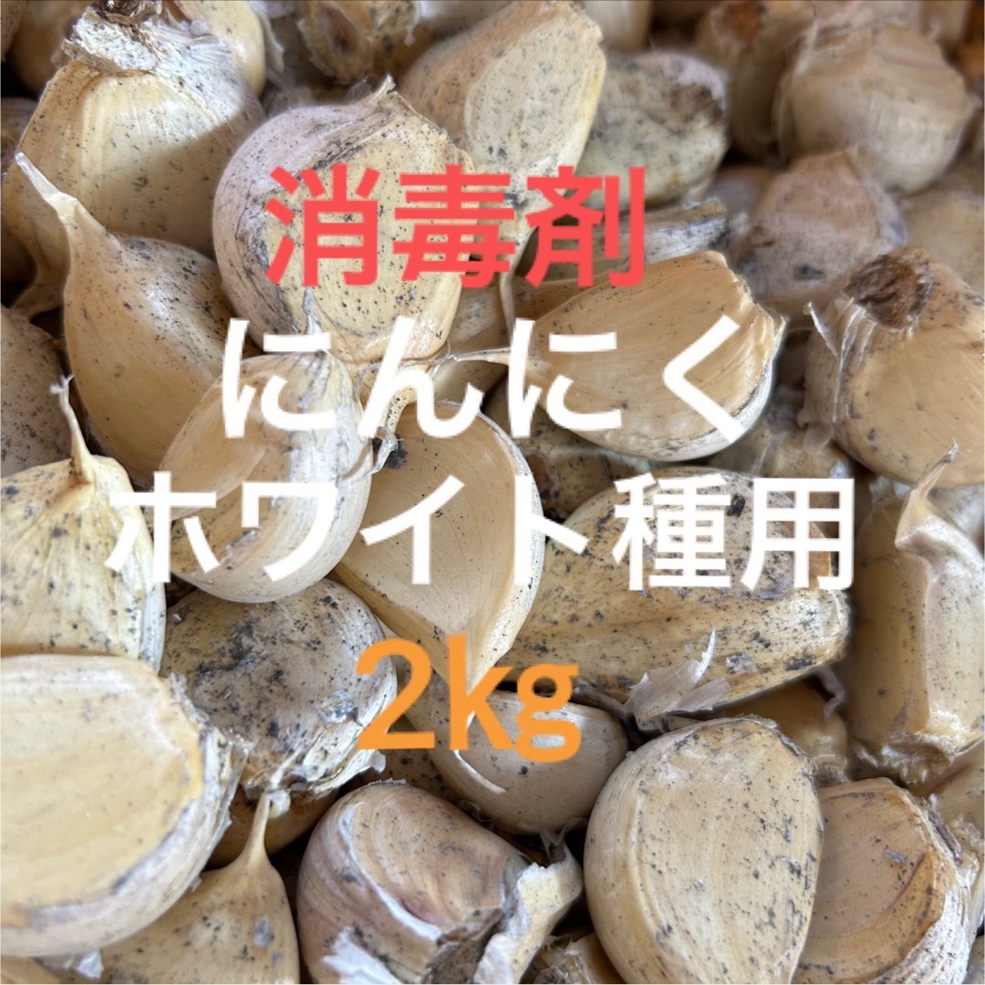 北海道産　ニンニクホワイト種用2kg 食品/飲料/酒の食品(野菜)の商品写真