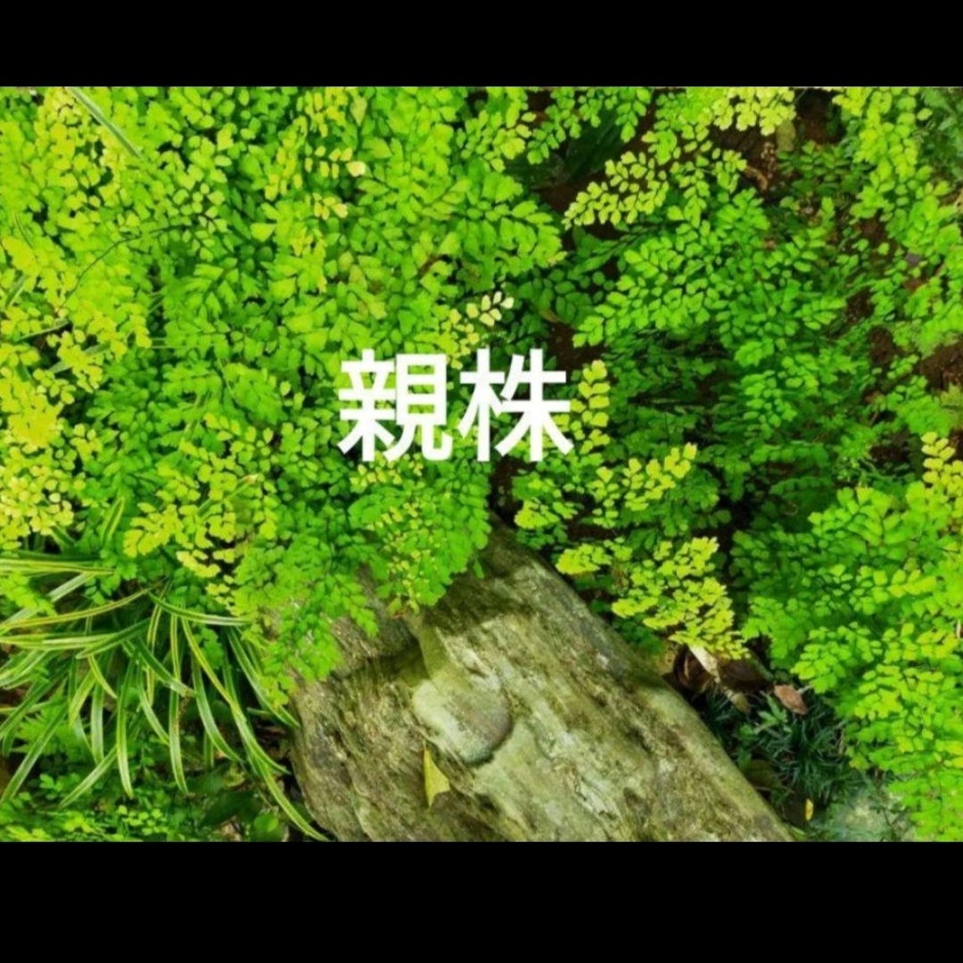 アジアンタム　小苗　観葉植物 ハンドメイドのフラワー/ガーデン(プランター)の商品写真