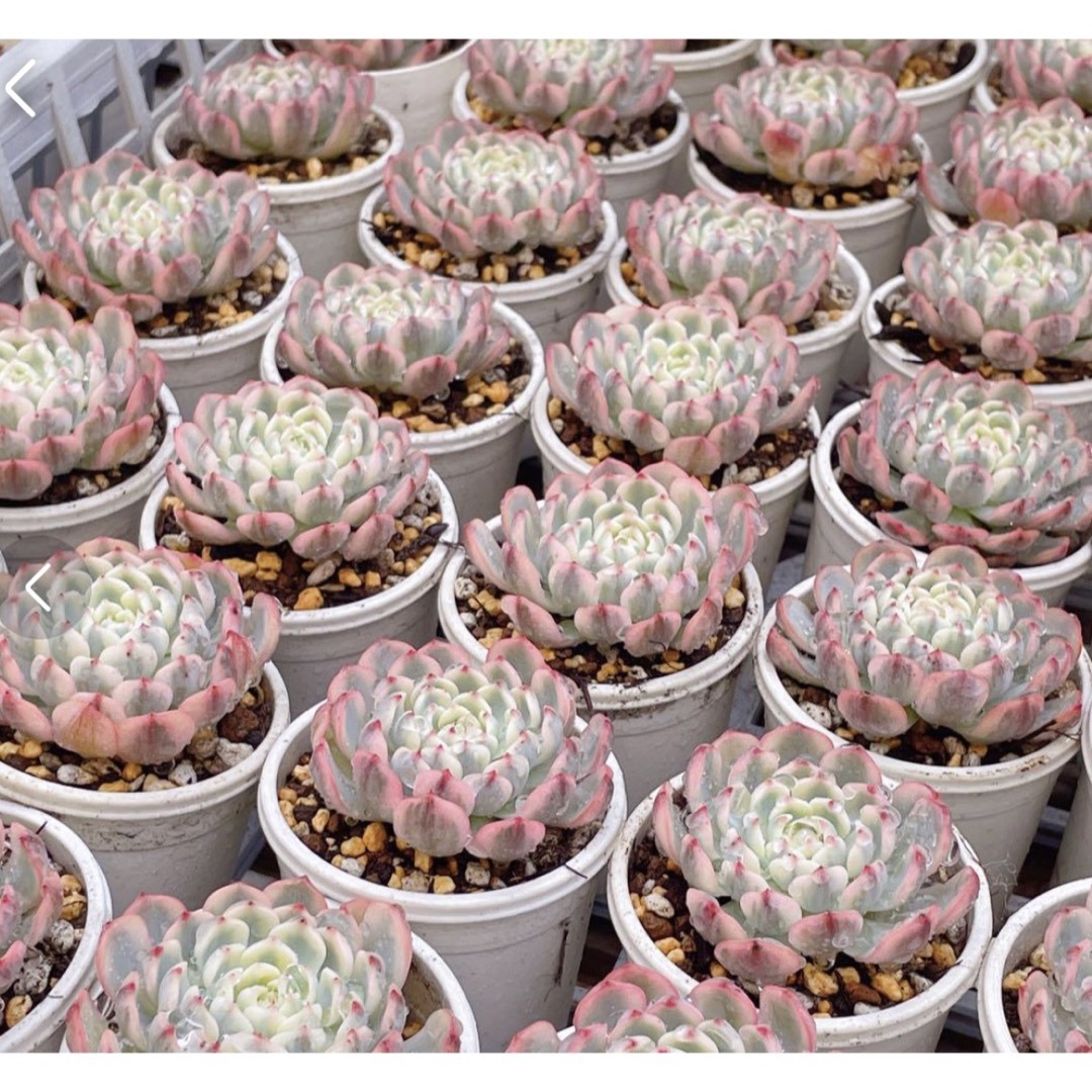 発根済 ピンクミニマ錦多肉植物