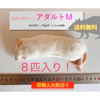 【地域限定送料無料】国産冷凍ラットアダルトM８匹入@北日本・沖縄は別途送料(ペットフード)