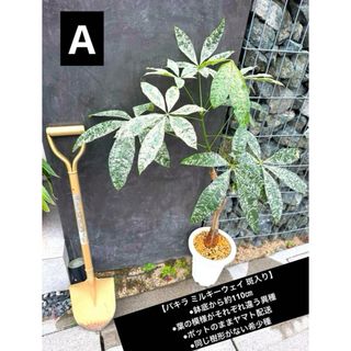 コレ❗️全部❗️❗️ムーンシャイン❗️potのままヤマト配送します❗️