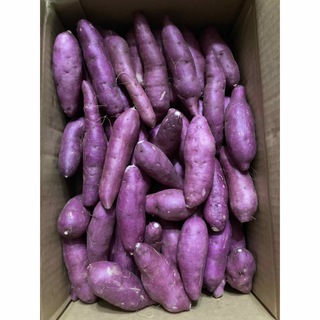 562.千葉県産さつまいも、紫芋　箱込み約1.3kg(野菜)