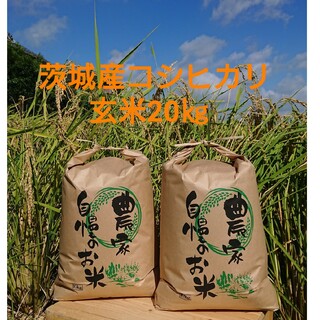 茨城令和5年産新米コシヒカリ玄米20kg(米/穀物)