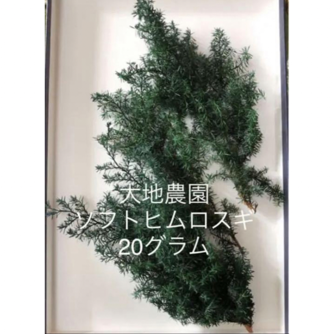 クリスマス花材⭐︎大地農園ソフトヒムロスギ⭐︎フォレストグリーン　20g ハンドメイドの素材/材料(各種パーツ)の商品写真