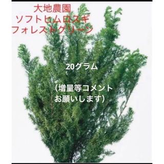 クリスマス花材⭐︎大地農園ソフトヒムロスギ⭐︎フォレストグリーン　20g(各種パーツ)