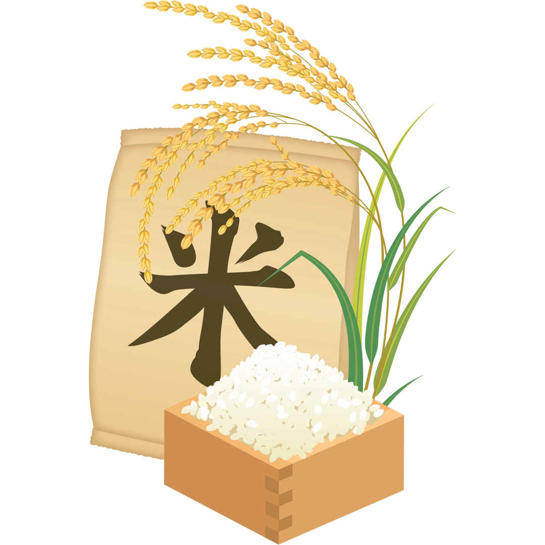 コシヒカリ　福井県産　新米（神米） 食品/飲料/酒の食品(米/穀物)の商品写真