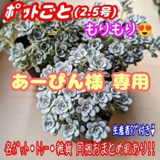 【ポットご】白雪ミセバヤ ケープブランコ 多肉植物セダム紅葉 プレステラ プラ鉢(その他)