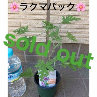 🌸sold out🌸《ローズゼラニウム苗　蚊除け　芳香》⭐︎ラクマパック⭐︎(その他)