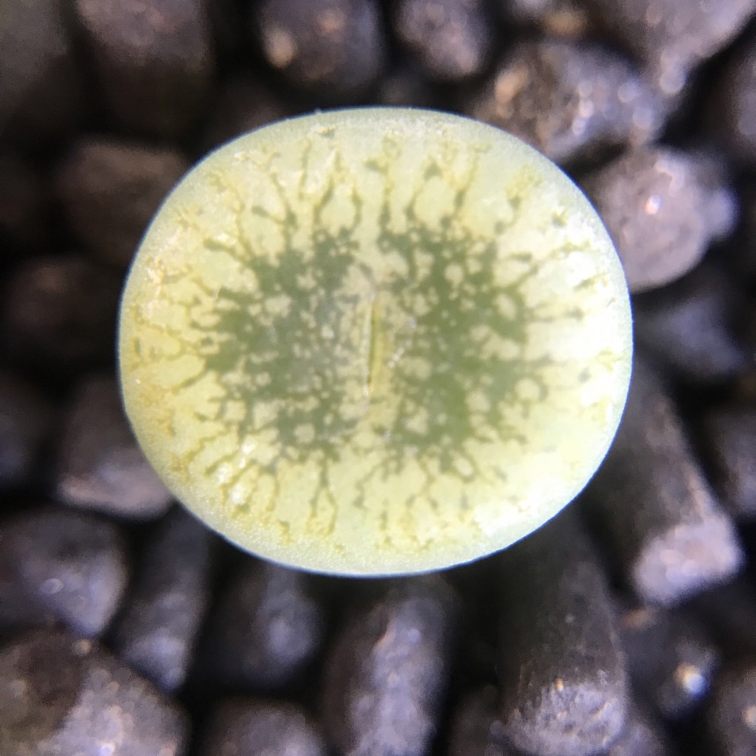 レア　多肉植物 リトープス  緑光陽　抜き苗　1.3cm  1株