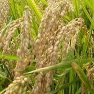 新米 山形県庄内産 食べ比べセット 白米6kg Gセレクションの通販|ラクマ