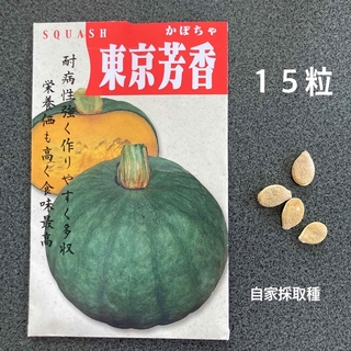 東京芳香南瓜の種15粒　来春用　西洋かぼちゃ固定種　今秋自家採取種(野菜)