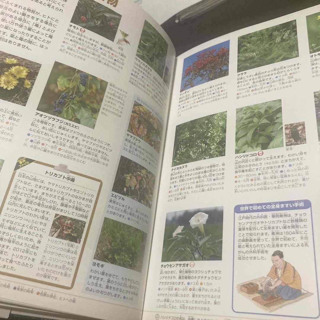 小学館(ショウガクカン)の危険生物 エンタメ/ホビーの本(絵本/児童書)の商品写真