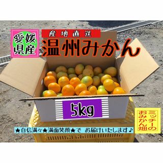 太陽のタマゴ　完熟マンゴー　宮崎産　農協品　3Ｌ3玉　赤秀　市場直送　限定　安い