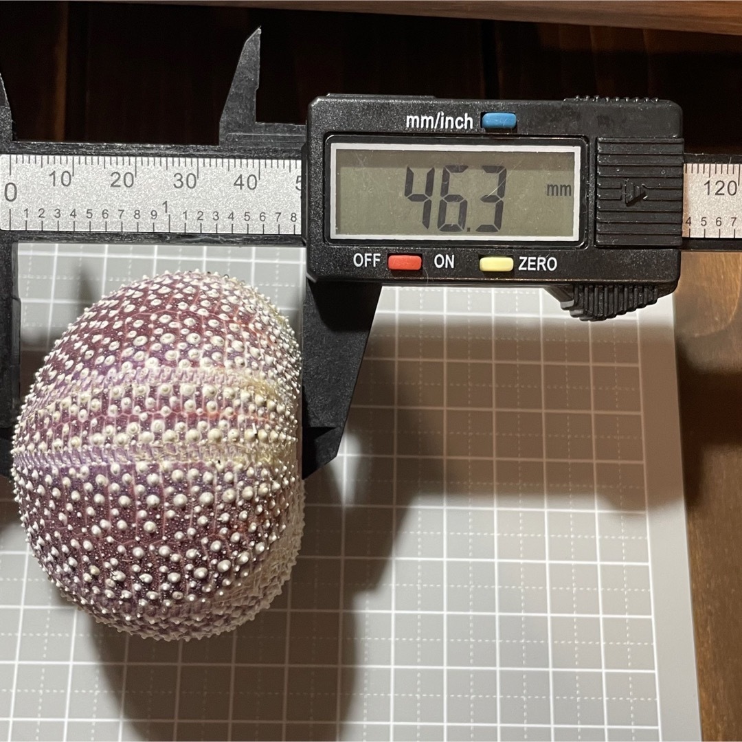 ヨーロッパオオウニ ⑧ 6.04㎝( レインボーウニ ) ヨーロッパオオウニ ⑧ 6.04㎝( レインボーウニ )