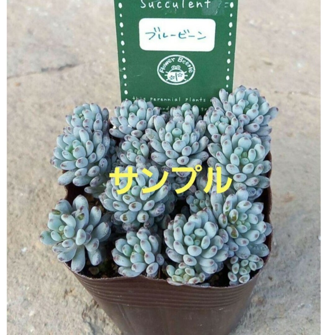 多肉植物　セダム　★ブルービーン★　抜き苗 ハンドメイドのフラワー/ガーデン(その他)の商品写真