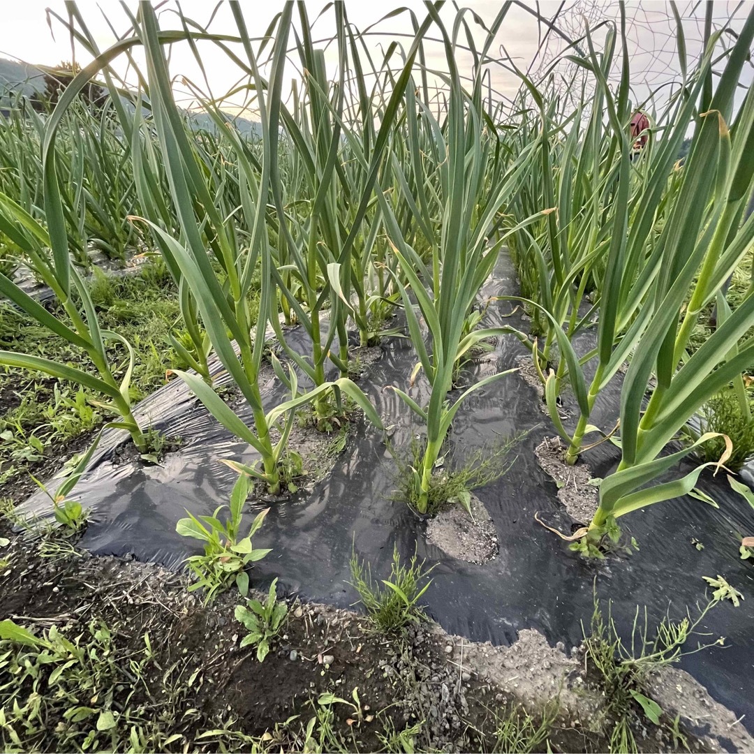 訳あり　農薬不使用　除草剤不使用　富良野ニンニク　にんにく　バラ 食品/飲料/酒の食品(野菜)の商品写真