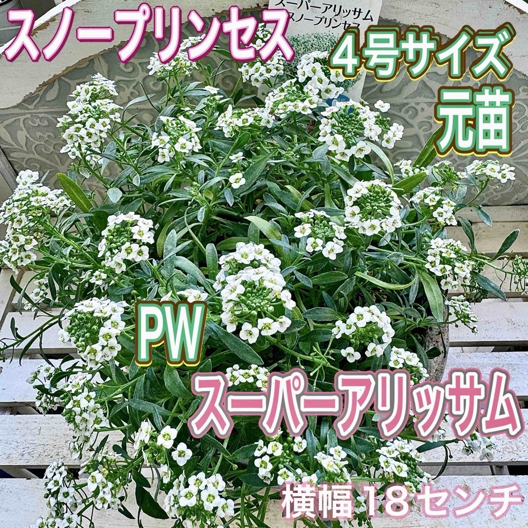 PW スーパーアリッサム スノープリンセス 追跡あり発送 大苗 元 PW スーパーアリッサム スノープリンセス 追跡あり発送 大苗 元