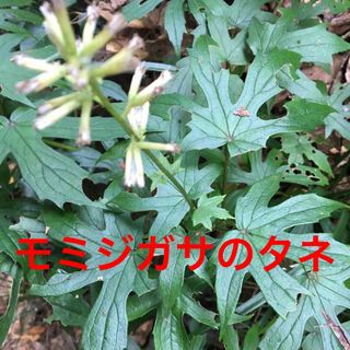モミジガサ　のタネ(その他)