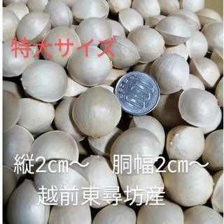 大粒銀杏 特大サイズ 無農薬・無漂白 900g+50gオマケ付き 越前東尋坊産(野菜)