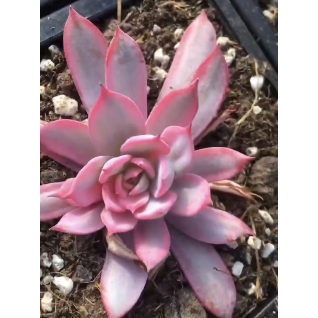 Echeveria Laulensisxラウイ  多肉植物ハンドメイド