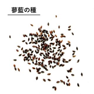 無農薬栽培　蓼藍の種　200粒(その他)