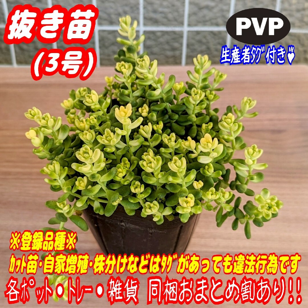 【抜き苗】もりもり♪斑入りタイトゴメ 多肉植物 セダム 紅葉 プレステラ プラ鉢 ハンドメイドのフラワー/ガーデン(その他)の商品写真