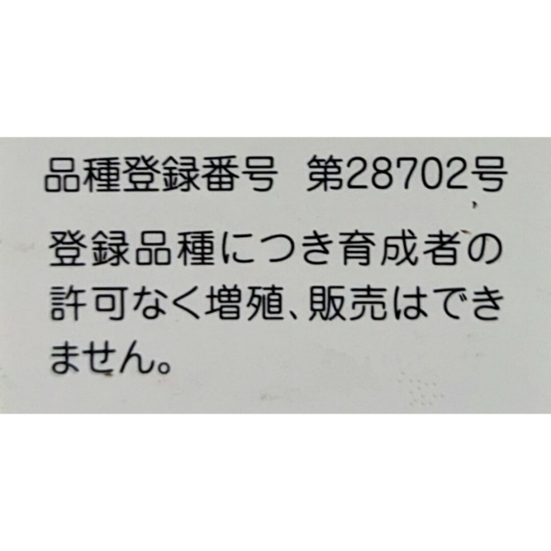 【抜き苗】もりもり♪斑入りタイトゴメ 多肉植物 セダム 紅葉 プレステラ プラ鉢 ハンドメイドのフラワー/ガーデン(その他)の商品写真