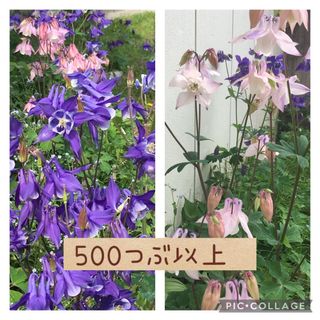 オダマキの種🌱500粒以上(その他)