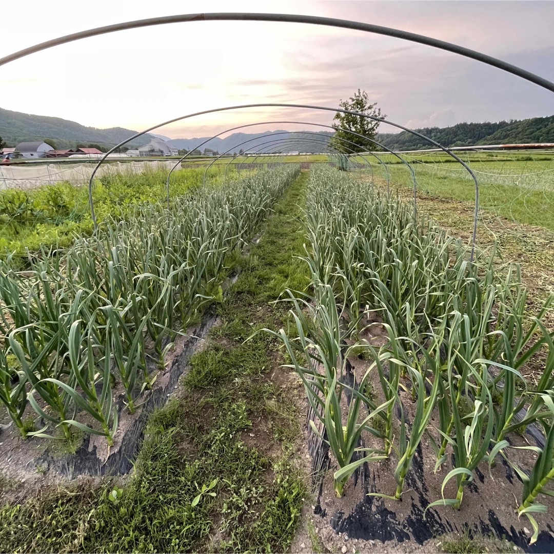 タイムセール　訳あり　農薬不使用　除草剤不使用　富良野ニンニク　にんにく　バラ 食品/飲料/酒の食品(野菜)の商品写真