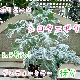 シロタエギク　苗　株分け　ダスティーミラー　白妙菊　3.5号Pot(その他)