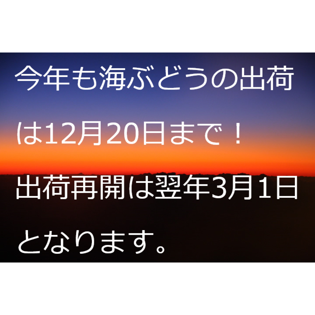 茎付き　生！海ぶどう１ｋｇ（シークヮーサー果汁入りタレ付）おまとめお買得商品！ 食品/飲料/酒の食品(その他)の商品写真