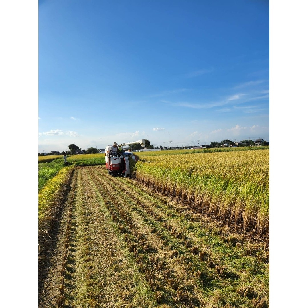 令和5年　新米　埼玉県産　コシヒカリ　玄米　精米　白米  お米 米 農家直送 食品/飲料/酒の食品(米/穀物)の商品写真