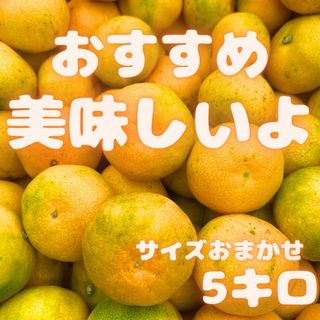 今年累計5000箱販売！　山北みかん 5キロ　129(フルーツ)